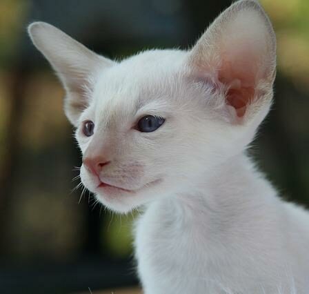 Den komplette historie om JK Rowlings Pottermore, Wizarding World Online Experience